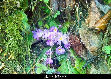 Der Frühling, vernal Jahreszeit - wilde Primeln. Primula vulgaris Subsp sibthorpii blüht im Kaukasus (Kolchis Tiefebene) Mitte Februar (Frost - widerstehen Stockfoto