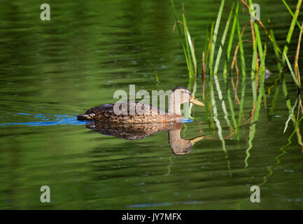 Weibliche Stockente, Anas platyrhynchos, refected in Wasser, Pennington Flash Country Park, Leigh, Großbritannien Stockfoto