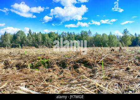 Dünger aus Kuhmist und Stroh. Haufen Gülle im Feld Frühjahr Felder zu düngen. Stockfoto