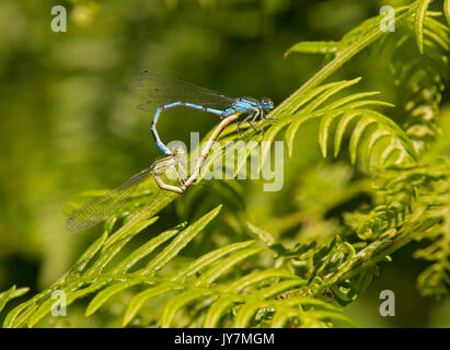 Gemeinsame Blau, Enallagma cyathigerum Damselflies, Paarung auf Farne Carmarthenshire, Vereinigtes Königreich Stockfoto