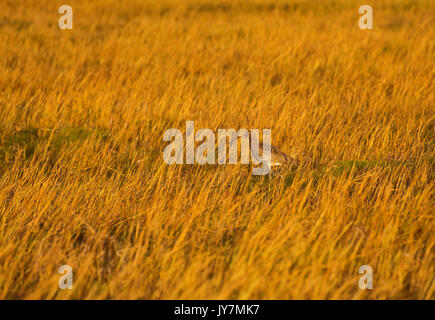 Eurasian Curlew, Numenius arquata, Erwachsener, in Abend sonnenbeschienene lange Gras, Morecambe Bay, Lancashire, England, Stockfoto