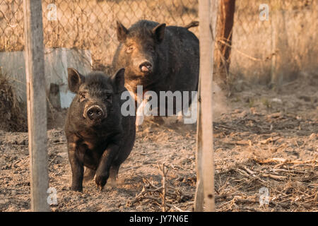 Zwei Haushalte schwarze Schweine im Hof laufen. Schweinehaltung ist Erziehung und Zucht von Hausschweinen. Es ist ein Zweig der Tierhaltung. Schweine sind Rais Stockfoto