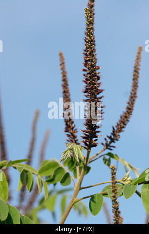 Die Blüten von Amorpha fruticosa, der Wüste falscher Indigo Stockfoto