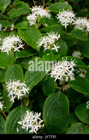 Die Blüten der Cornus sanguinea, der gemeinsamen Hartriegel oder blutigen Hartriegel Stockfoto