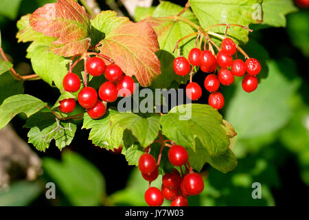 Frucht der Viburnum lantana, der Wanderer oder Wayfaring Baum, Stockfoto