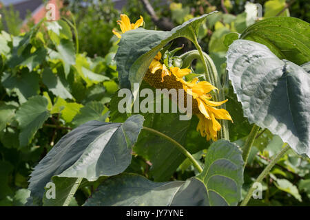 Helianthus annuus. Sonnenblumen in einem englischen Cottage Garden. Großbritannien Stockfoto