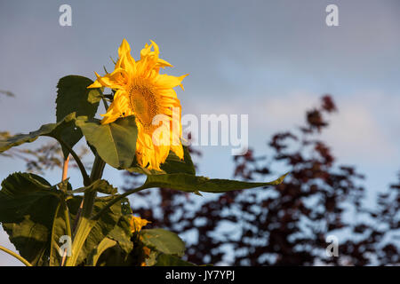 Helianthus annuus 'Titan'. Riesen Sonnenblumen in einem englischen Garten bei Sonnenaufgang Stockfoto