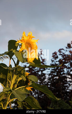 Helianthus annuus 'Titan'. Riesen Sonnenblumen in einem englischen Garten bei Sonnenaufgang Stockfoto