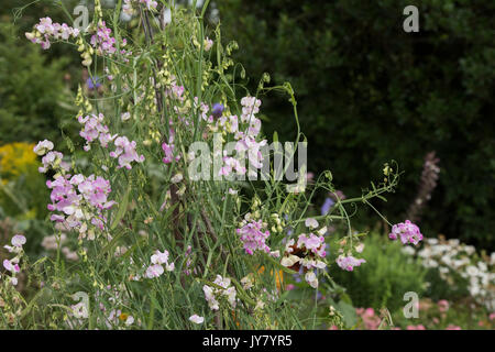 Lathyrus latifolius. Mehrjährig Erbse oder ewig Sweet pea in einem englischen Cottage Garden. Großbritannien Stockfoto