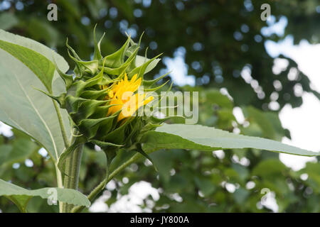 Helianthus annuus 'Titan'. Riesen Sonnenblumen Öffnung in einem englischen Garten Stockfoto