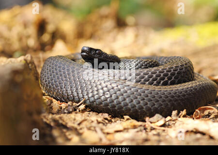 Schwarz europäischen Addierer stehend auf natürlichen Lebensraum, Waldboden (Vipera berus nikolskii) Stockfoto