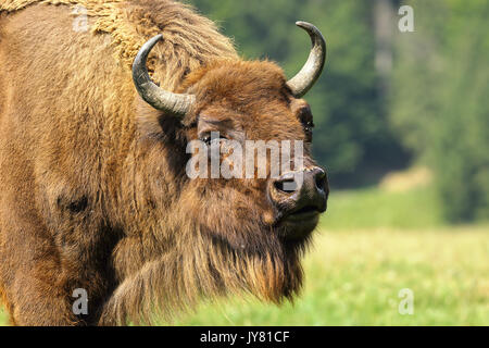 Nahaufnahme der Wisent (Bison bonasus) Stockfoto