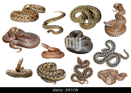Ansammlung isolierter europäische Giftschlangen auf weißem Hintergrund, gefährliche Vipern und Addierer für Ihr Design Stockfoto