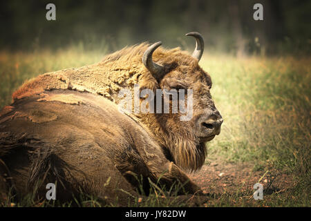 Große europäische Bisons ruht auf dem Boden, in der Nähe von Big Bull (Bison bonasus) Stockfoto