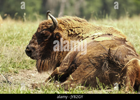 Die großen europäischen Bison (Bison bonasus) ruht auf Wiese Stockfoto