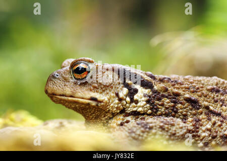 Makroaufnahme der giftigen Gemeinsamen Europäischen braun Kröte (Bufo), am Auge Fokus Stockfoto