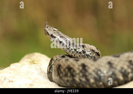 Männliche giftige europäischen Schlange im natürlichen Lebensraum (Vipera ammodytes oder die Nase horned Adder) Stockfoto