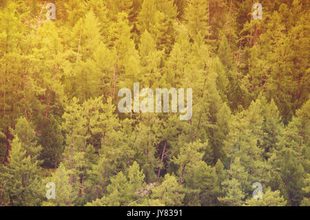 Tanne Wald Blick von oben - wunderschöne Natur Wald. solar Abtönen Stockfoto
