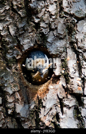 Der Buntspecht macht das Nest in einem Baum im Weidenwald Stockfoto