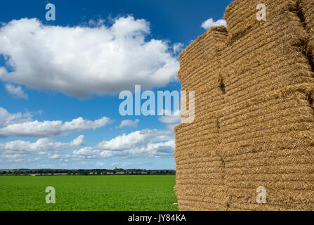 Karotte Anbau an Southrepps Norfolk August Stockfoto