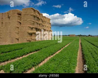 Karotte Anbau an Southrepps Norfolk August Stockfoto