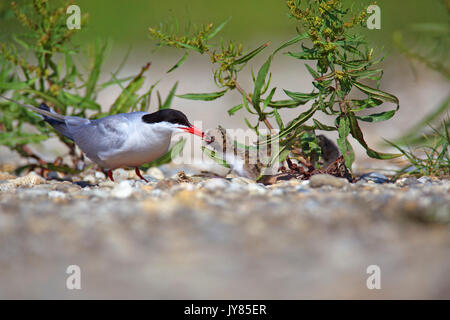 Die flussseeschwalbe auf dem Nest, der Drau Stockfoto