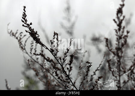 Spinne, Spinnennetz und Tautropfen auf den Ästen in Nebel Stockfoto
