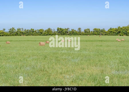 Grüne Gras Bauernhof Feld mit Bürgte Rollen trocken schneiden Heu während der letzten Tage des Sommers Ernte in Alabama, USA. Stockfoto