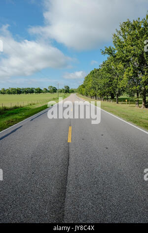 Ein einsamer Baum County Road im ländlichen Süden gesäumt, die außerhalb von Montgomery Alabama, USA. Keine Autos gibt es auf dieser Geraden Abschnitt sichtbar. Stockfoto