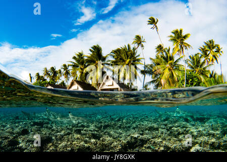 Schwarzspitzen Riffhaie in einem über unter Bild am Süden Fakarava, Tuamotus, Französisch Polynesien Stockfoto