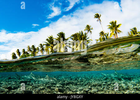 Schwarzspitzen Riffhaie in einem über unter Bild am Süden Fakarava, Tuamotus, Französisch Polynesien Stockfoto