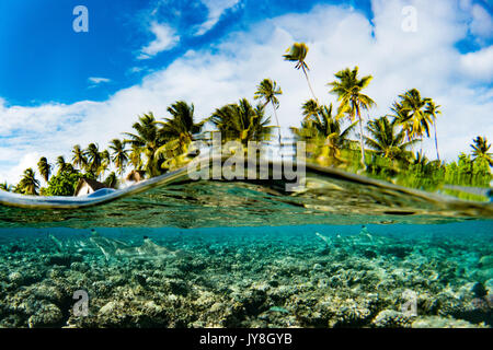 Schwarzspitzen Riffhaie in einem über unter Bild am Süden Fakarava, Tuamotus, Französisch Polynesien Stockfoto