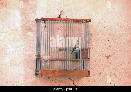 In der Vogel im Käfig Stockfoto