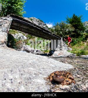 Grasfrosch sich erholend, während ein Wanderer ist der Kreuzung ein Strom durch eine Brücke, valmasino Valtellina Lombardei Italien Europa Stockfoto