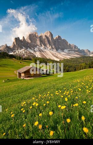 Blühende Löwenzahn bei Malga Caseril. Funes Tal. Südtirol Trentino Alto-Adige, Italien Europa Stockfoto