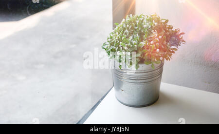 Kleine Baum im Topf. Dekorative Pflanze auf weißen Tisch mit Sonnenlicht und Straße, Hintergrund Stockfoto