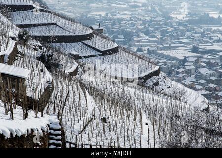 Blick auf die Weinberge im Veltlin im Winter. Valtellina, Lombardei, Italien Europa Stockfoto