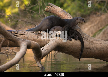 Riesenotter ruht auf einem toten Baum Stockfoto