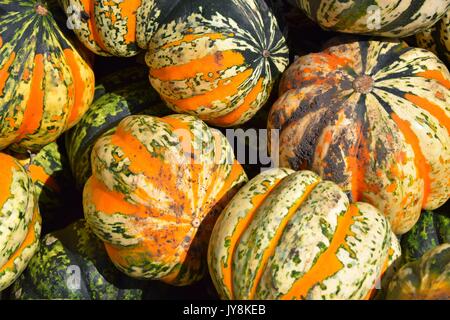 Kürbis mit verschiedenen Farben, Cucurbita, Mikrowelle, Kürbisse, rote