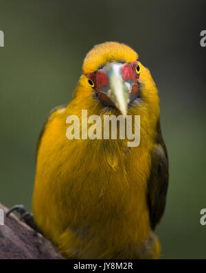 Ein Safran Toucanet direkt auf Stockfoto