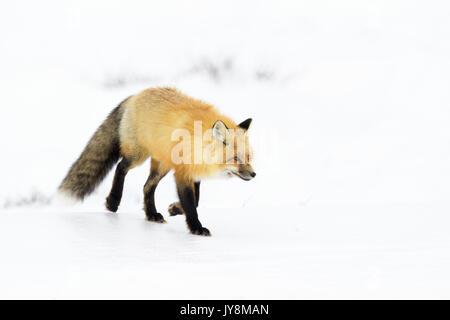 Red Fox (Vulpes vulpes) Erwachsenen, Wandern im Schnee, Churchill, Manitoba, Kanada Stockfoto