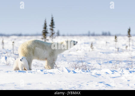 Eisbär (Ursus maritimus) mit neuen geboren Cub auf Tundra, Wapusk National Park, Manitoba, Kanada Stockfoto