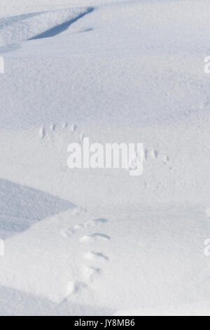 Eisbär (Ursus maritimus) Tracks von Mutter und einem kleinen Cub im Schnee, Fletcher See, Wapusk National Park, Manitoba, Kanada. Stockfoto