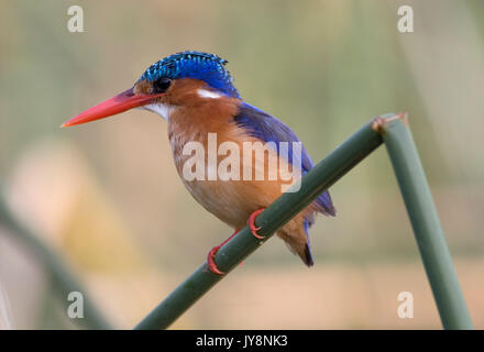 Malachite Kingfisher, thront auf Reed über den See Awasa, Äthiopien Stockfoto