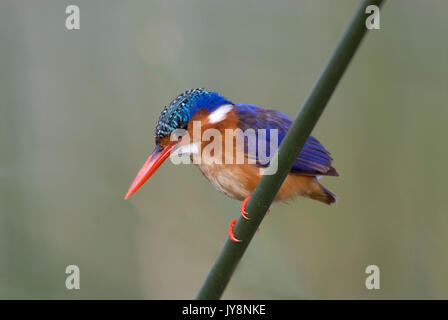 Malachite Kingfisher, thront auf Reed über den See Awasa, Äthiopien Stockfoto