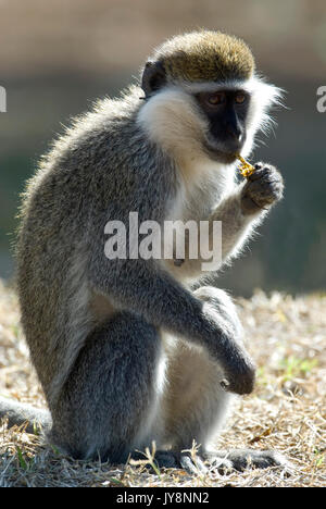 Meerkatze, Chlorocebus pygerythrus, Fütterung, See Awasa, Äthiopien Stockfoto