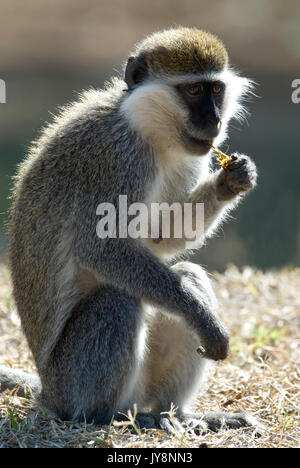 Meerkatze, Chlorocebus pygerythrus, Fütterung, See Awasa, Äthiopien Stockfoto