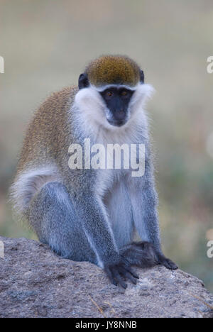 Meerkatze, Chlorocebus pygerythrus, See Awasa, Äthiopien Stockfoto