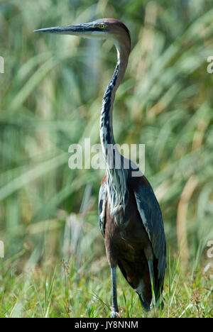 Goliath Heron, Ardea Goliath, See Awasa, Äthiopien, am Ufer im Schilf Stockfoto