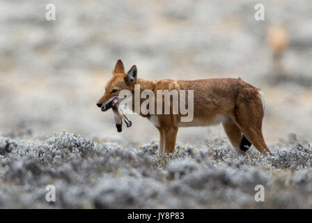 Äthiopische Wolf, Canis simensis, Fütterung auf Hase, Bale Mountains Nationalpark, Sanetti Plateau, Äthiopien, Endemisch, Abessinischer Wolf, rote Schakal, Rot fo Stockfoto